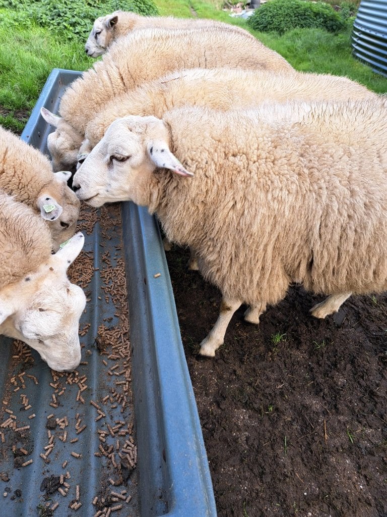 Swifter stamboekram  dekram  ARR/ARR  zwoegervrij, Dieren en Toebehoren, Mannelijk, Schaap, 0 tot 2 jaar