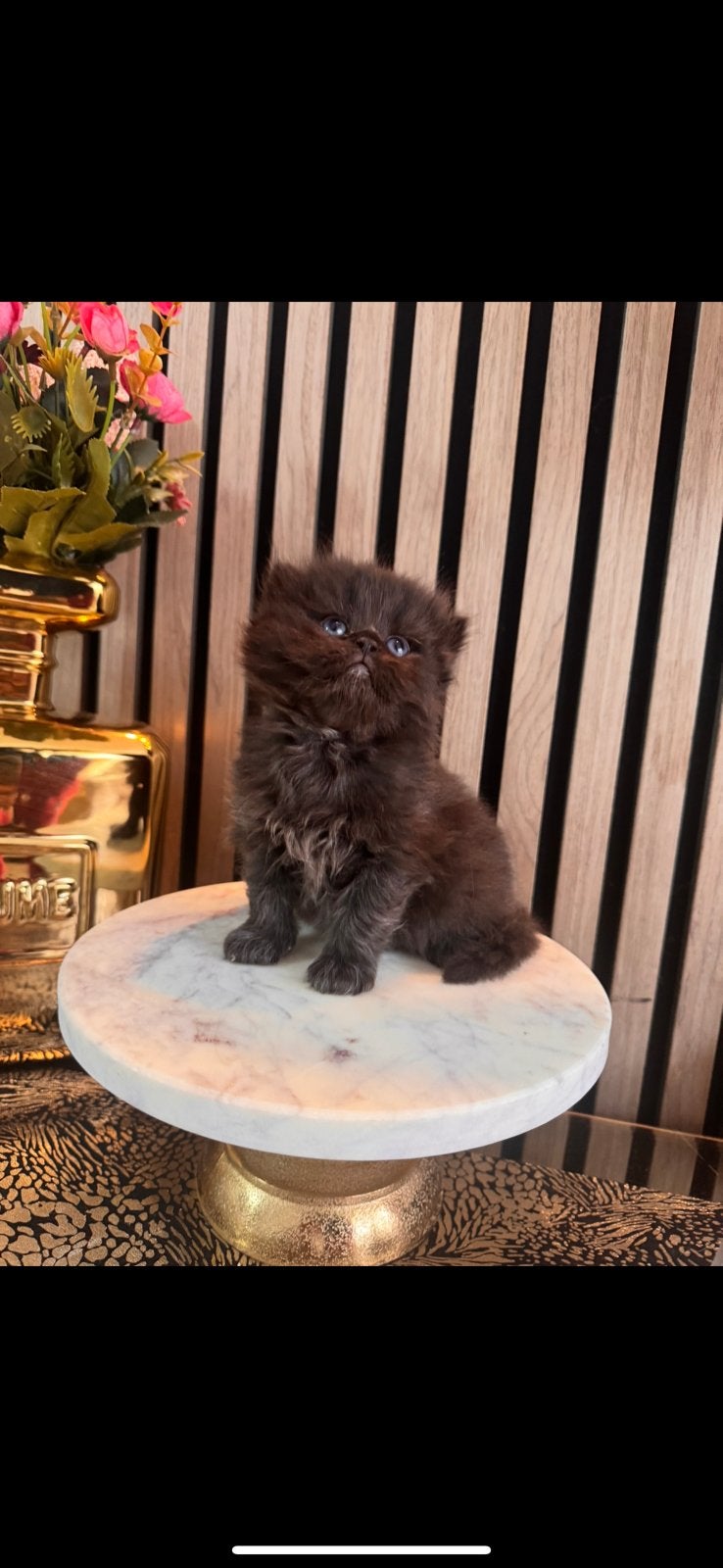 Eindhoven, Dieren en Toebehoren, Kater, Langharig, 0 tot 2 jaar
