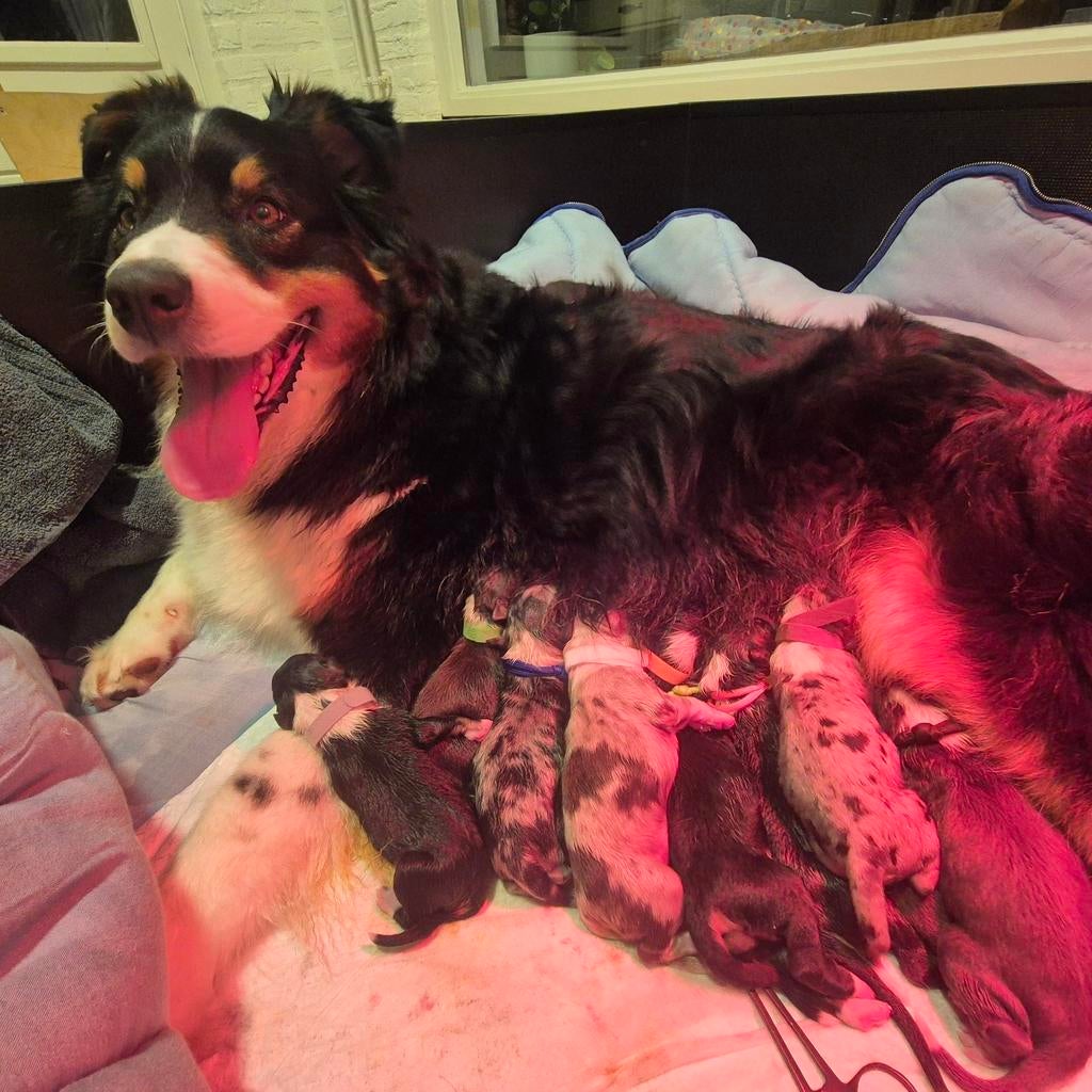 Voorlopig voor alle pups kijkers., 8 tot 15 weken, Parvo, Meerdere, Meerdere dieren