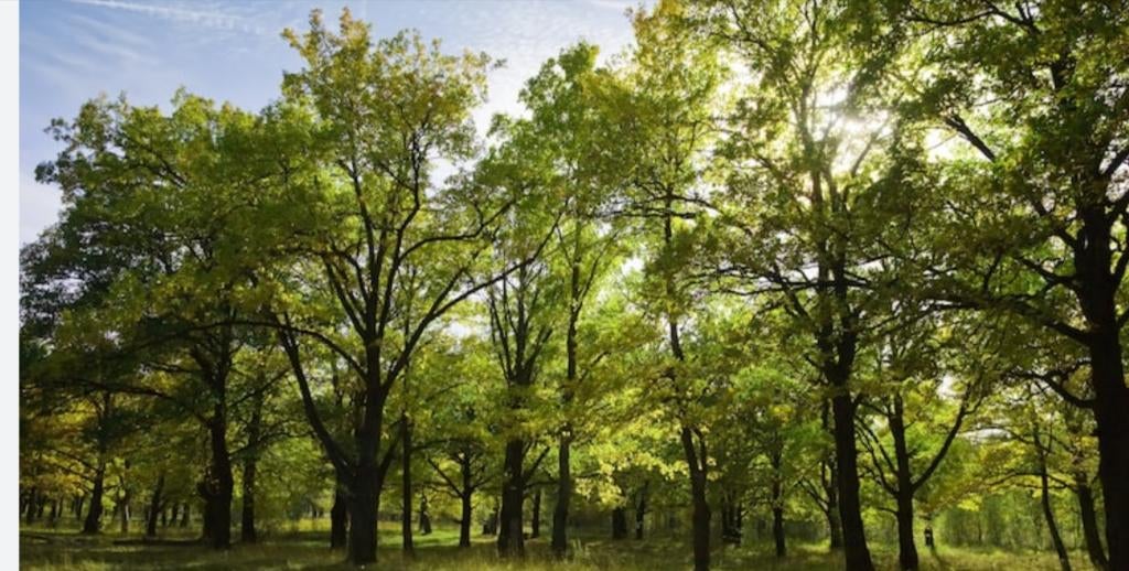 Gratis bomen, Ophalen