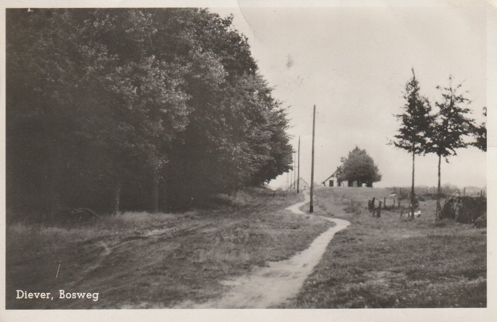 Diever     Bosweg, Ophalen of Verzenden, 1940 tot 1960, Gelopen, Drenthe