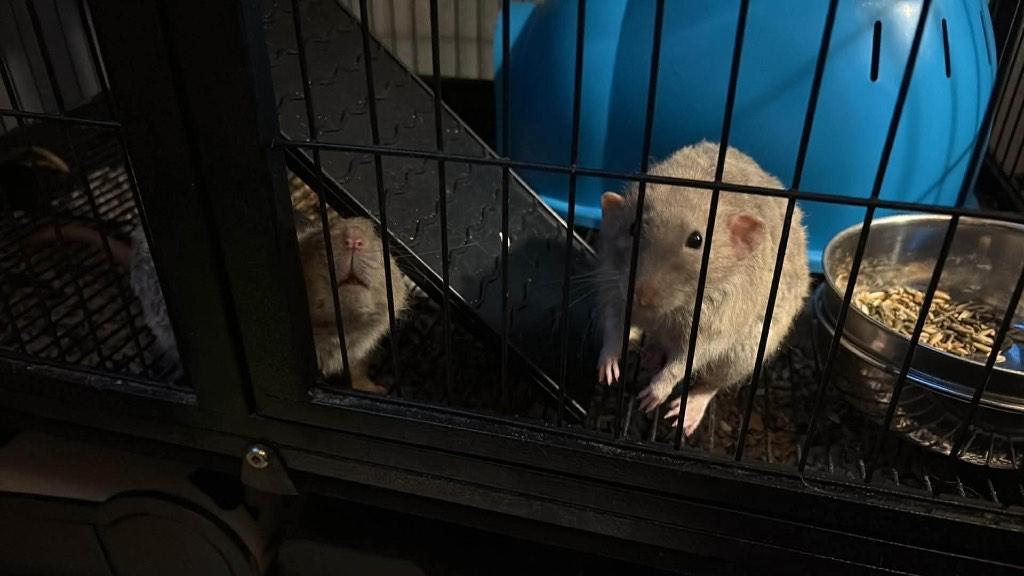 Ratten met rattenkooi, Dieren en Toebehoren, Ophalen, Zo goed als nieuw, 90 cm of meer, 75 tot 110 cm