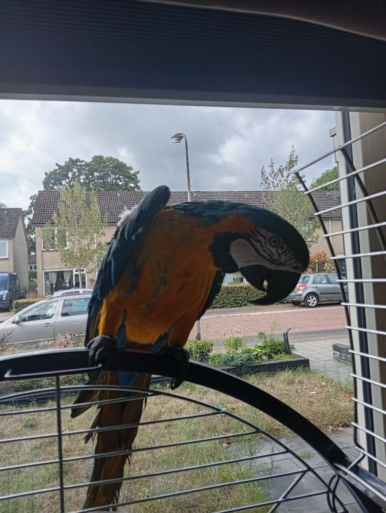 blauwgele ara te koop, Dieren en Toebehoren, Vogels | Parkieten en Papegaaien, Mannelijk, Papegaai, Pratend