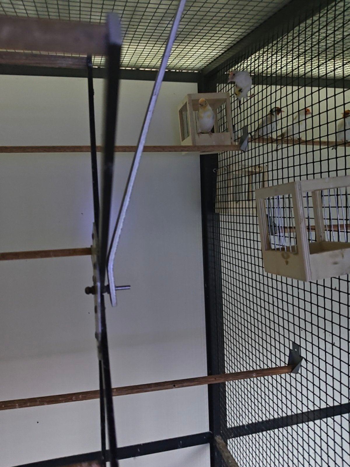 Bonte putters, Meerdere dieren, Wildzangvogel