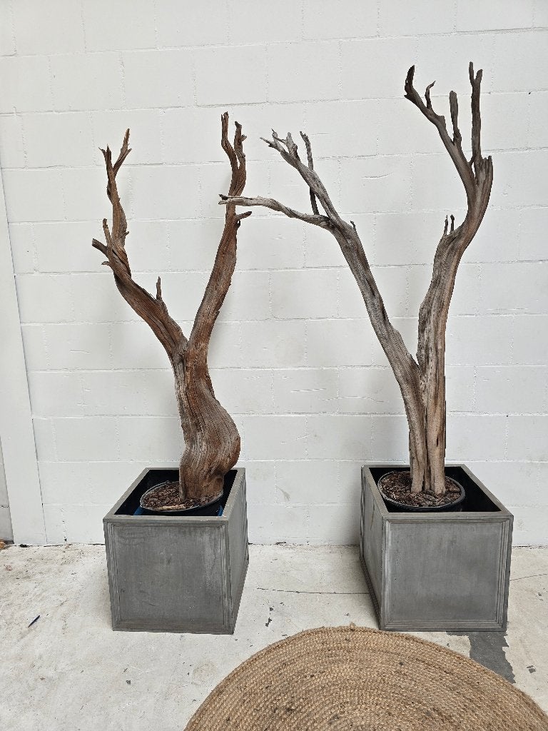 Gezandstraald drijfhout ornament, Ophalen, Fruitplant, Halfschaduw, In pot