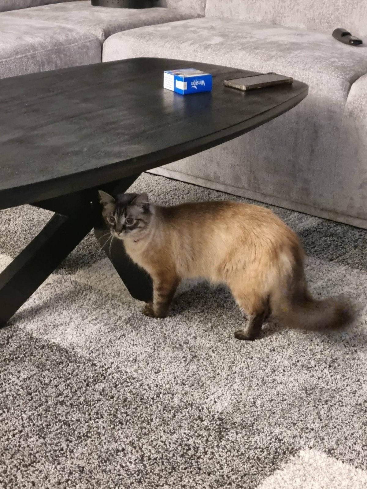 Poes 1 jaar, Dieren en Toebehoren, Katten en Kittens | Raskatten | Korthaar