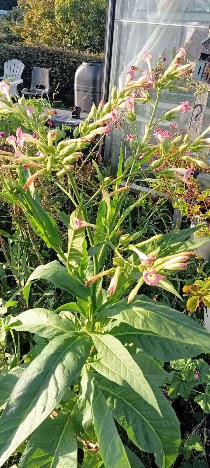 Nicotiana tabacum Tennessee Burley - Tabaksplant zaden, Tuin en Terras, Ophalen of Verzenden, Voorjaar, Volle zon, Zaad