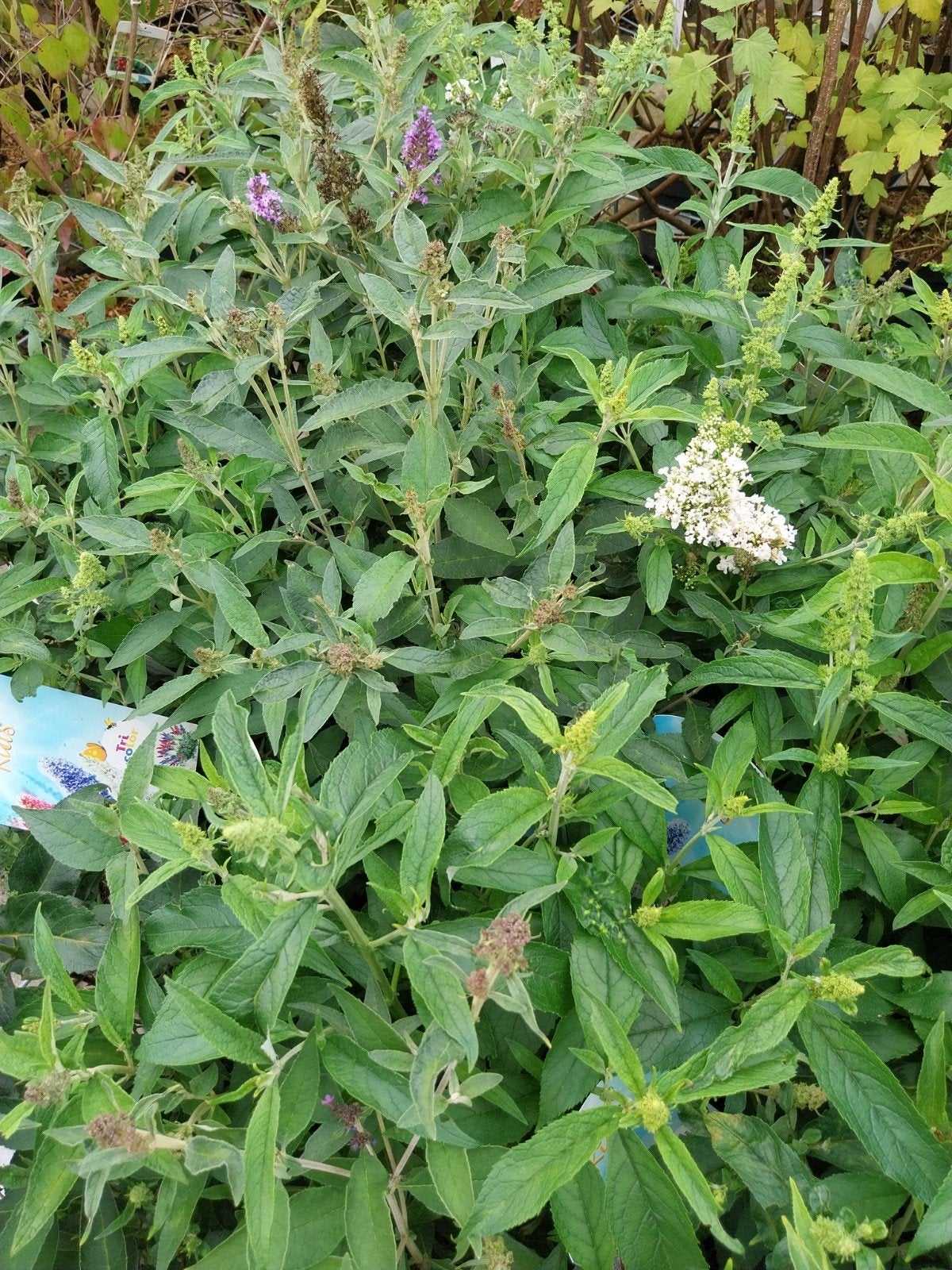 Buddleja Summerkids Tricolor - Vlinderstruik, Volle zon, Vaste plant, Zomer, Ophalen