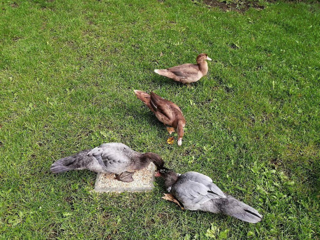 Muskuseenden, Dieren en Toebehoren, Meerdere dieren, Eend