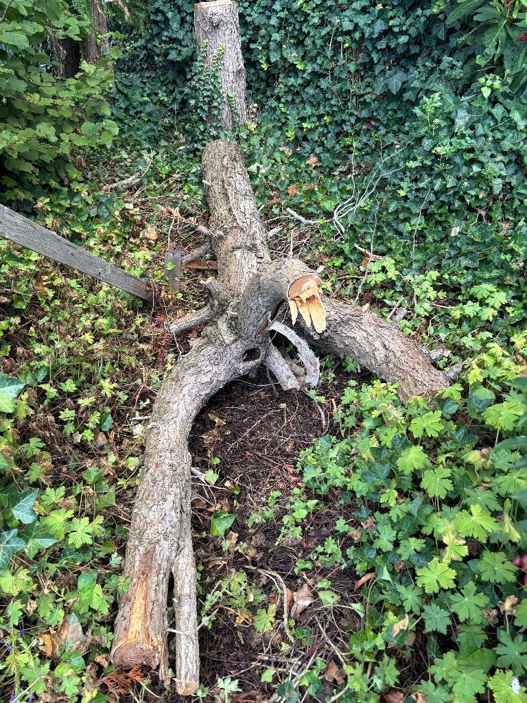 Gratis dennenhout, Tuin en Terras, Minder dan 3 m³, Ophalen, Overige houtsoorten, Takken
