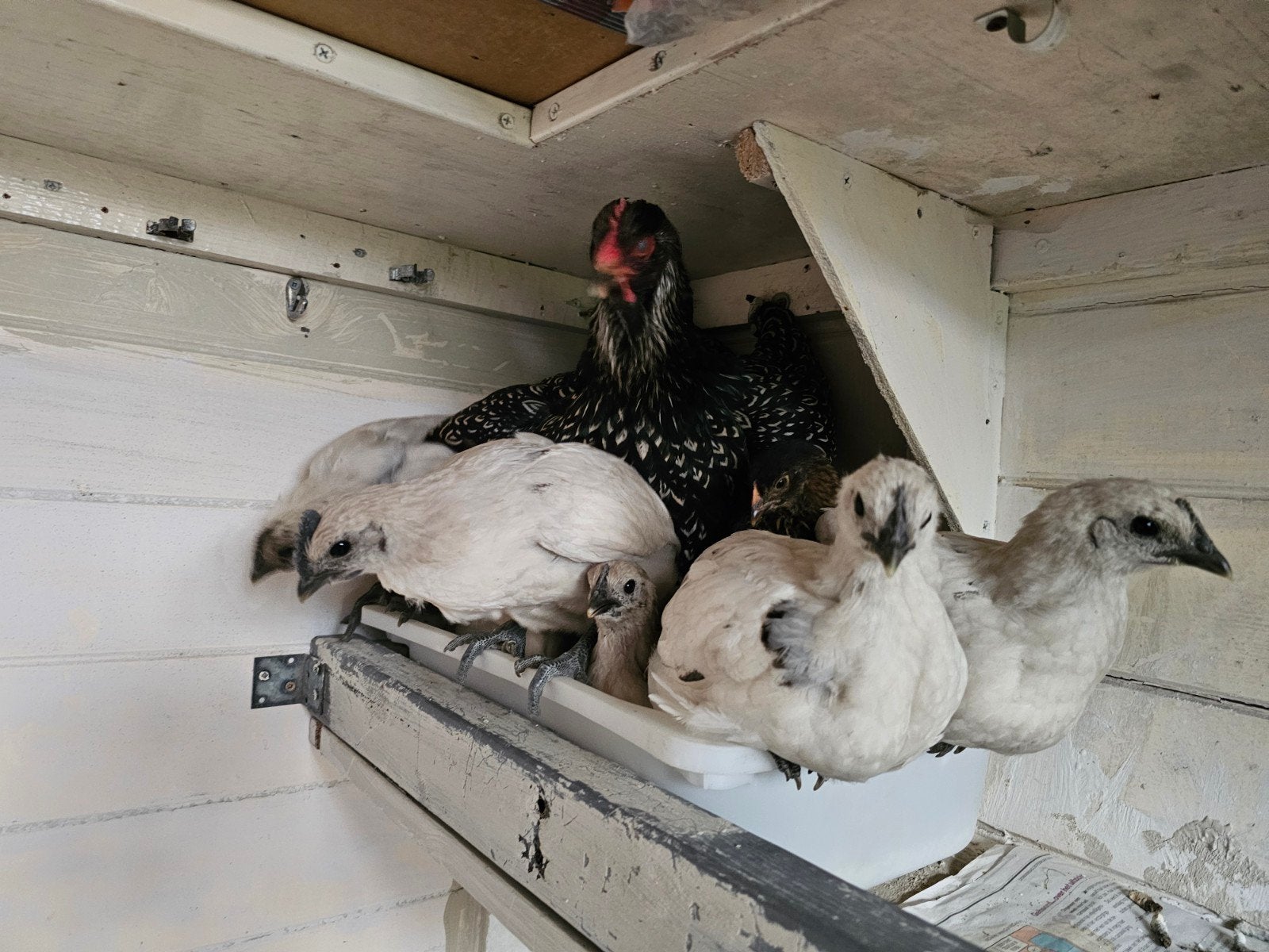 3 leuke zombie haantjes (Ayam Cemani x poule de bresse), Mannelijk, Kip