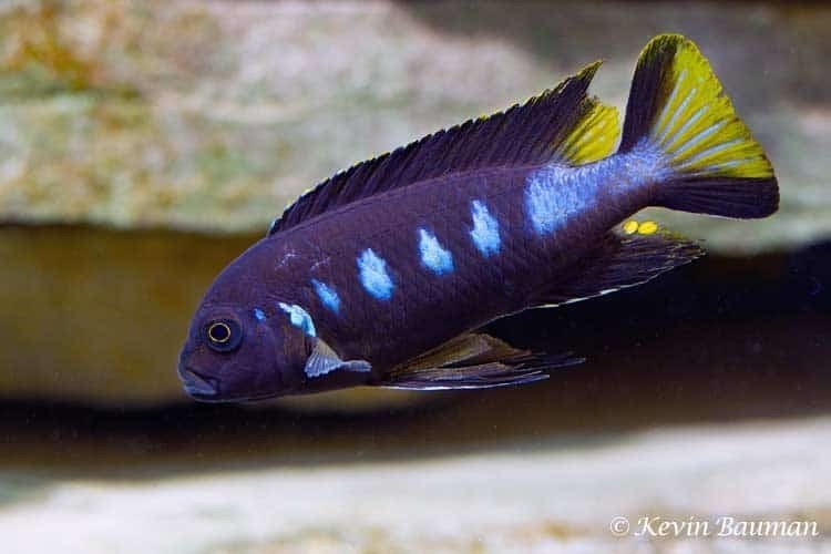 Metriaclima Melissa, Vis, Zoetwatervis