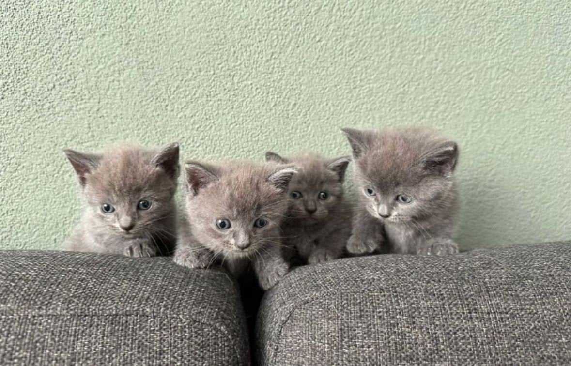 Nog 1 katertje ( andere is gereserveerd), Kater, Kortharig, 0 tot 2 jaar