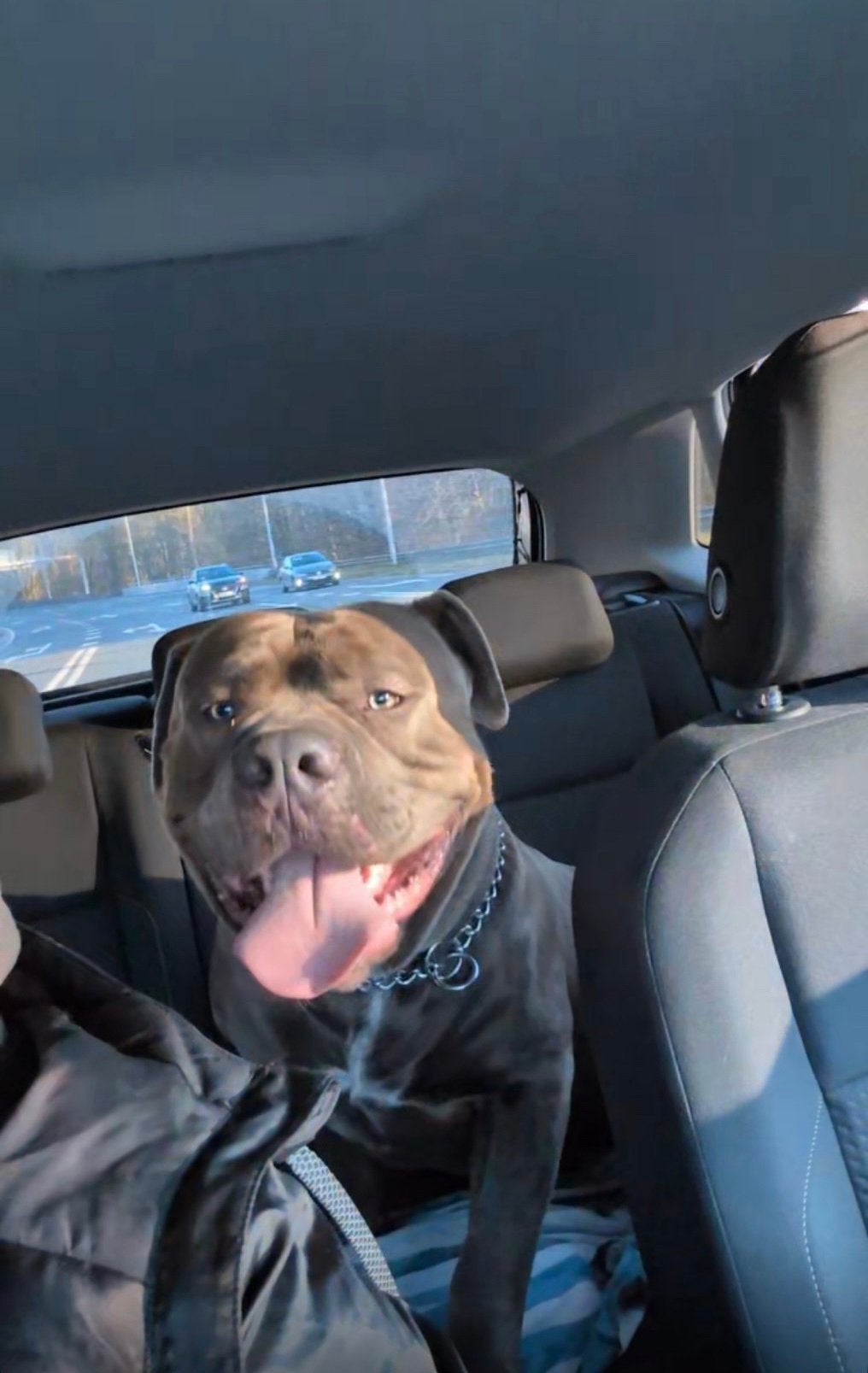 American Bully XL, Dieren en Toebehoren, CDV (hondenziekte), 15 weken tot 1 jaar, Reu, Bulldog