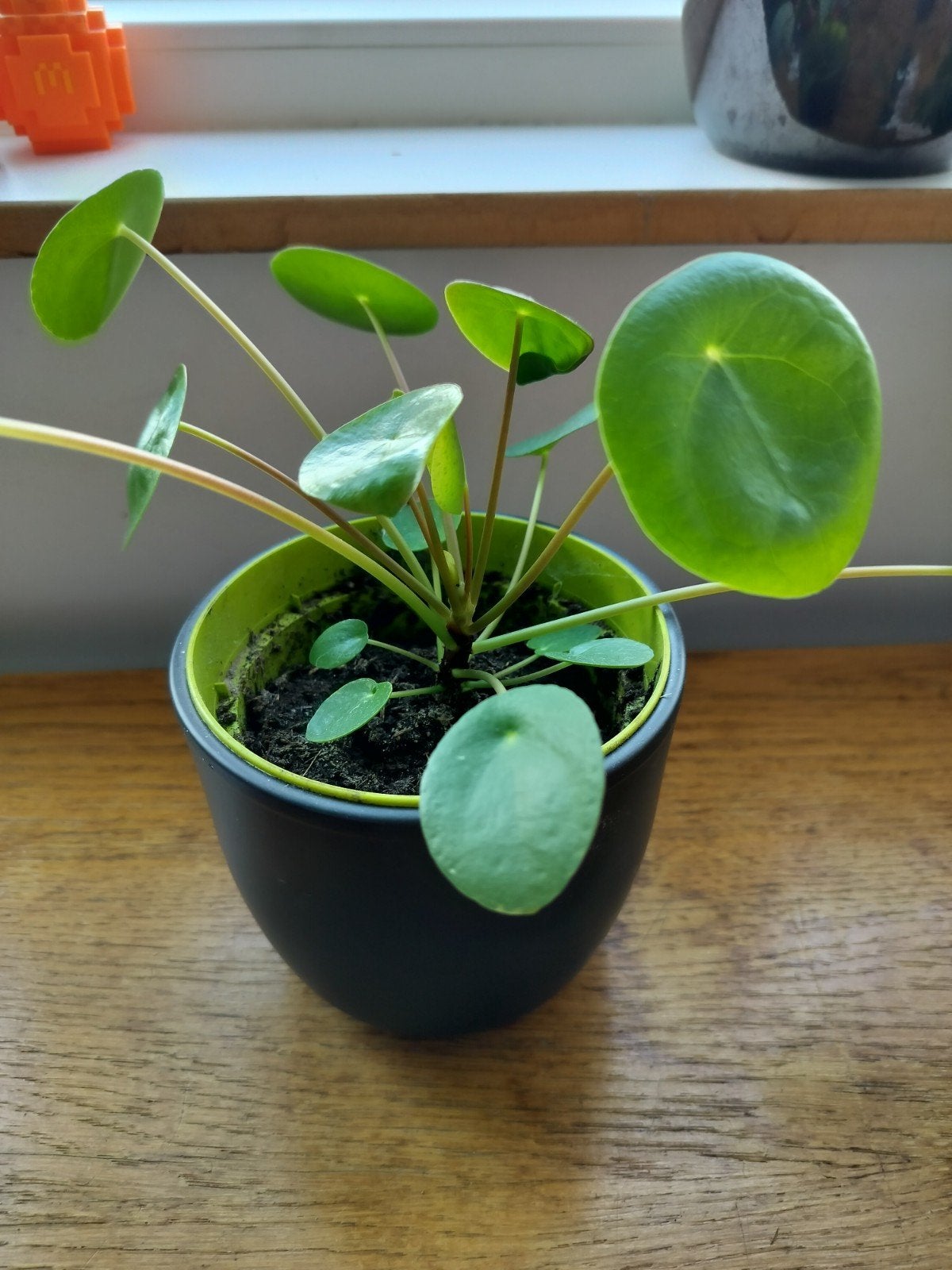 pannekoekplant, Huis en Inrichting, Kamerplanten, Ophalen of Verzenden, Halfschaduw, Minder dan 100 cm