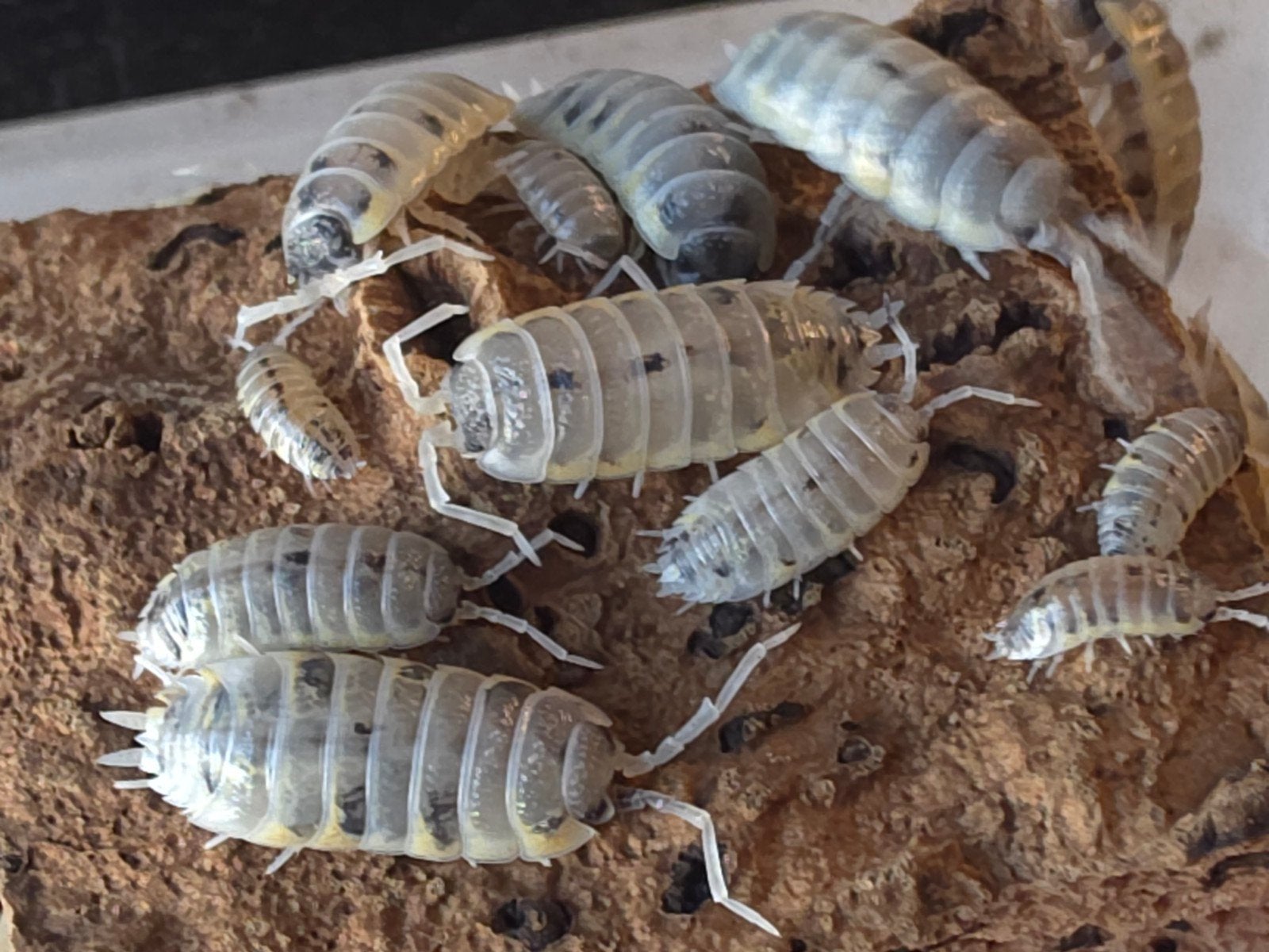 Porcellio ornatus 'Witch's brew', Overige soorten