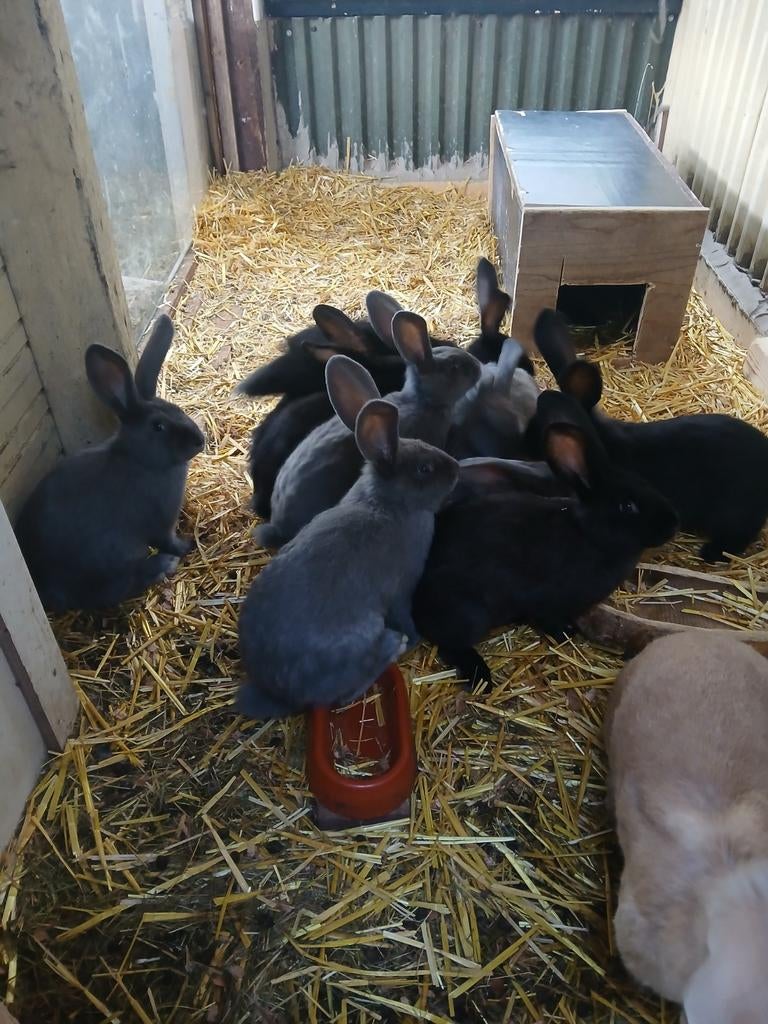 Lotharing groot jonge konijnen, Meerdere dieren, Groot