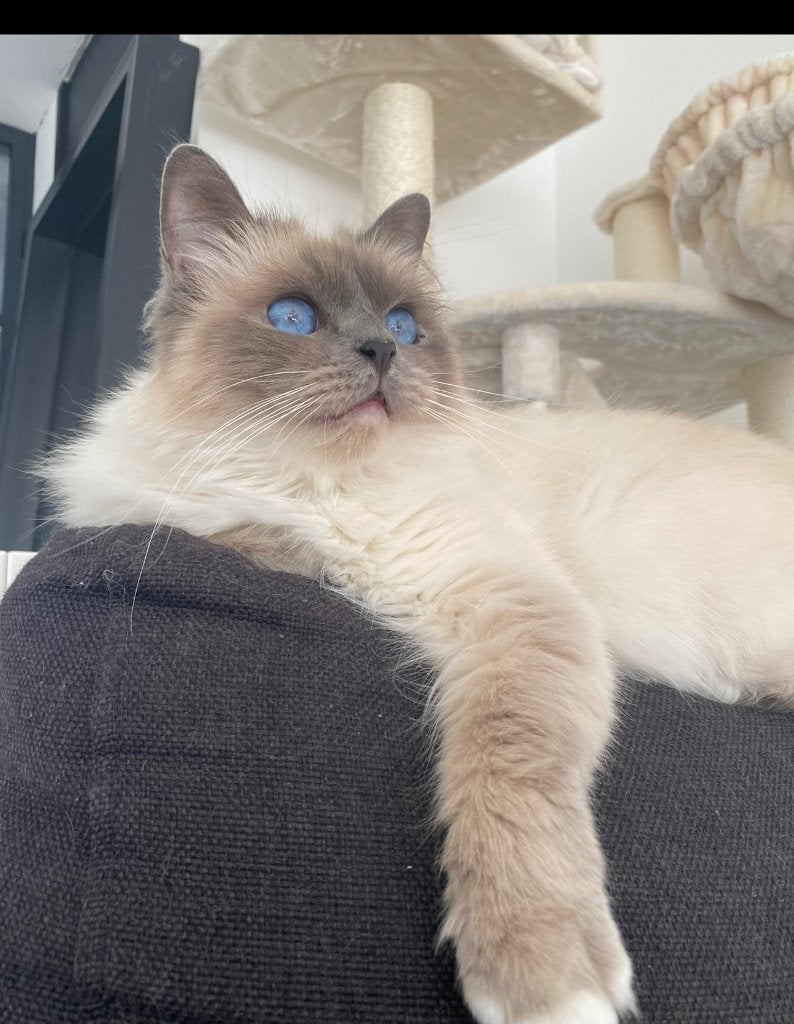 2 Lieve heilige birmanen zoeken een gouden mandje, Dieren en Toebehoren, Katten en Kittens | Raskatten | Langhaar, Poes, 6 jaar of ouder