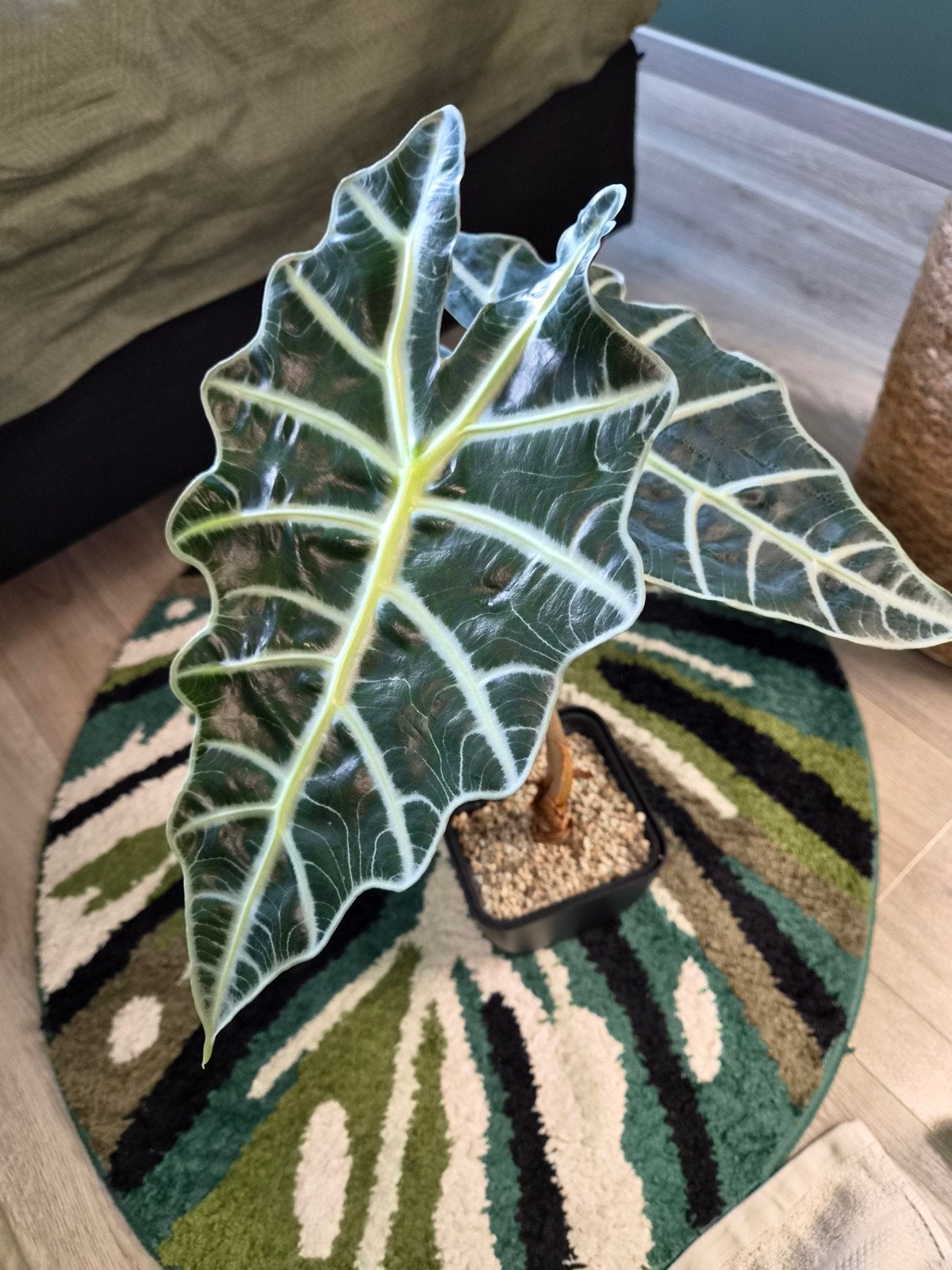 Alocasia Polly, Ophalen, Halfschaduw, Minder dan 100 cm