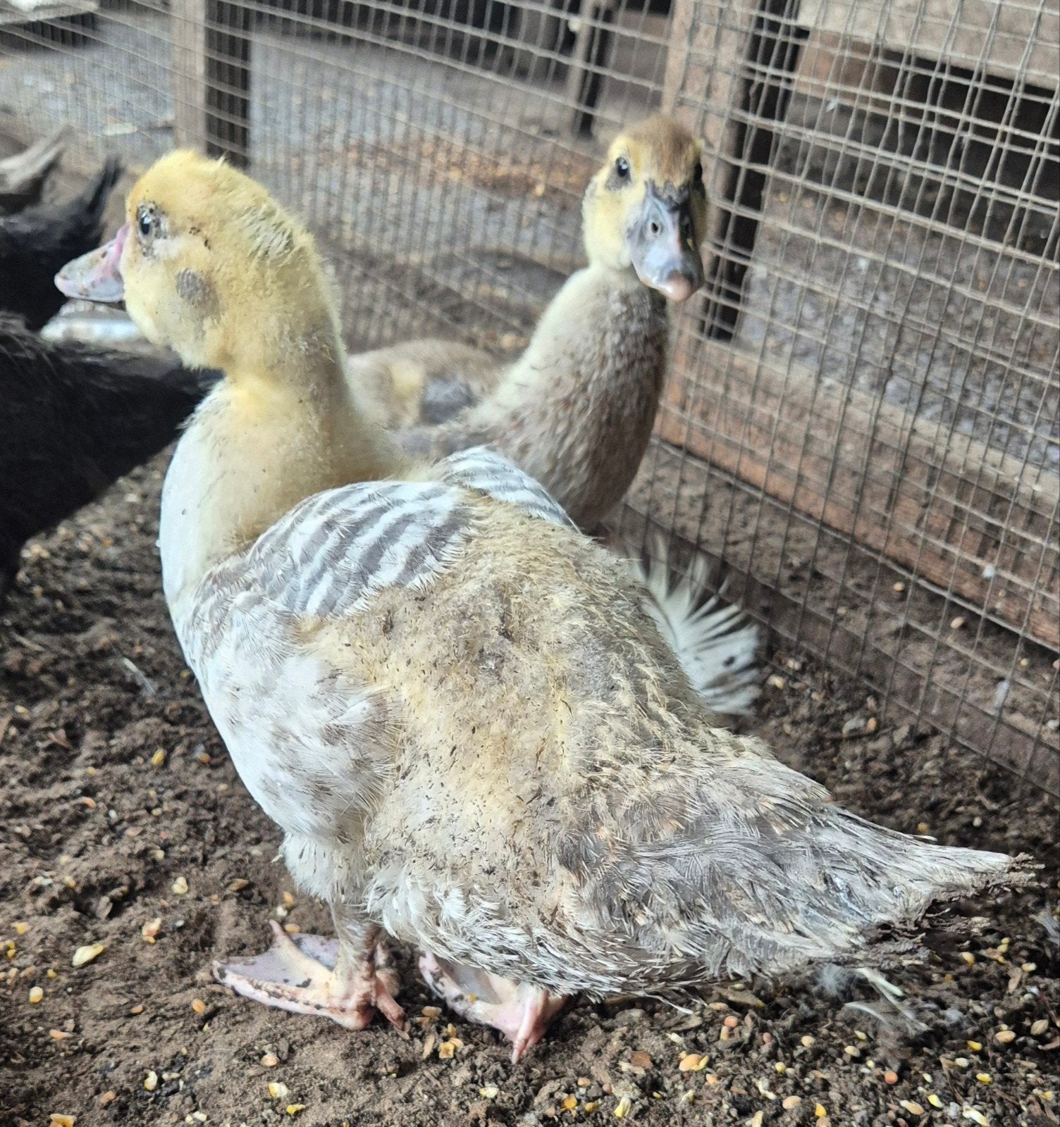 jonge muskus eenden, Dieren en Toebehoren, Geslacht onbekend, Eend