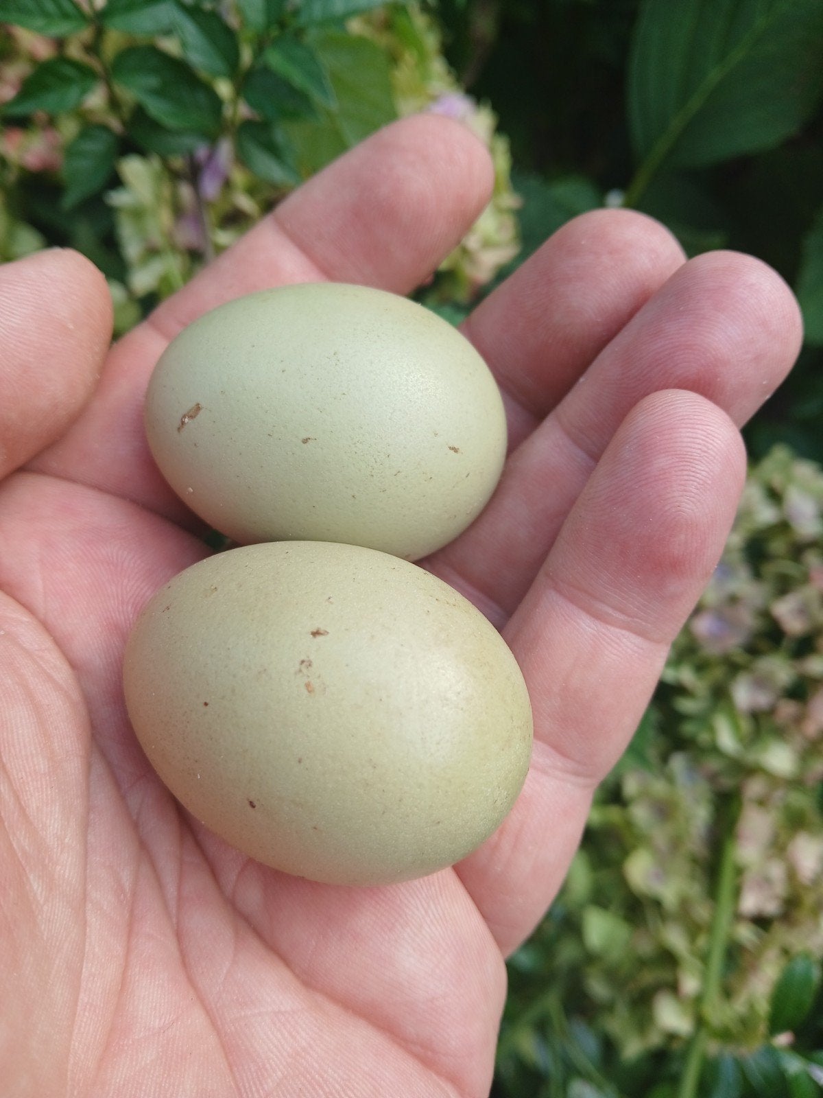 cream legbar leghen groenlegger., Dieren en Toebehoren, Vrouwelijk, Kip