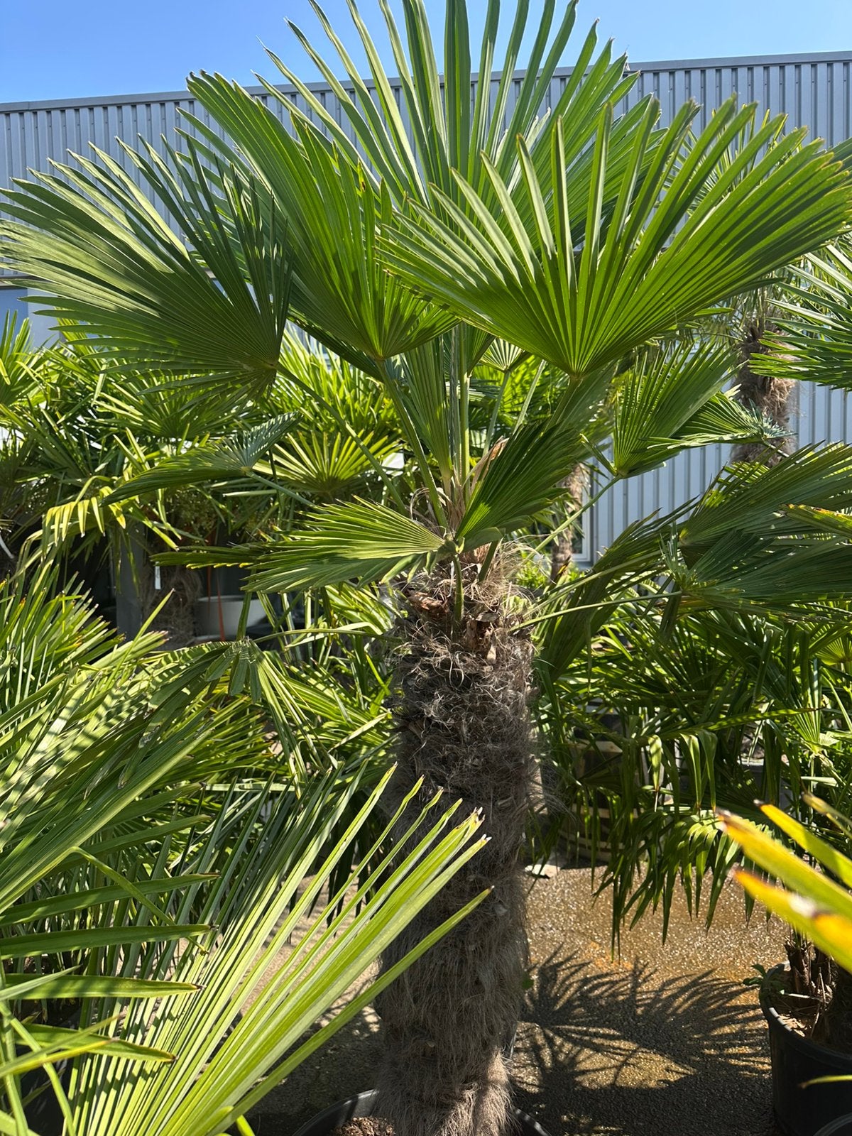 Trachycarpus wagnerianus palmbomen 2 stuks, Ophalen of Verzenden