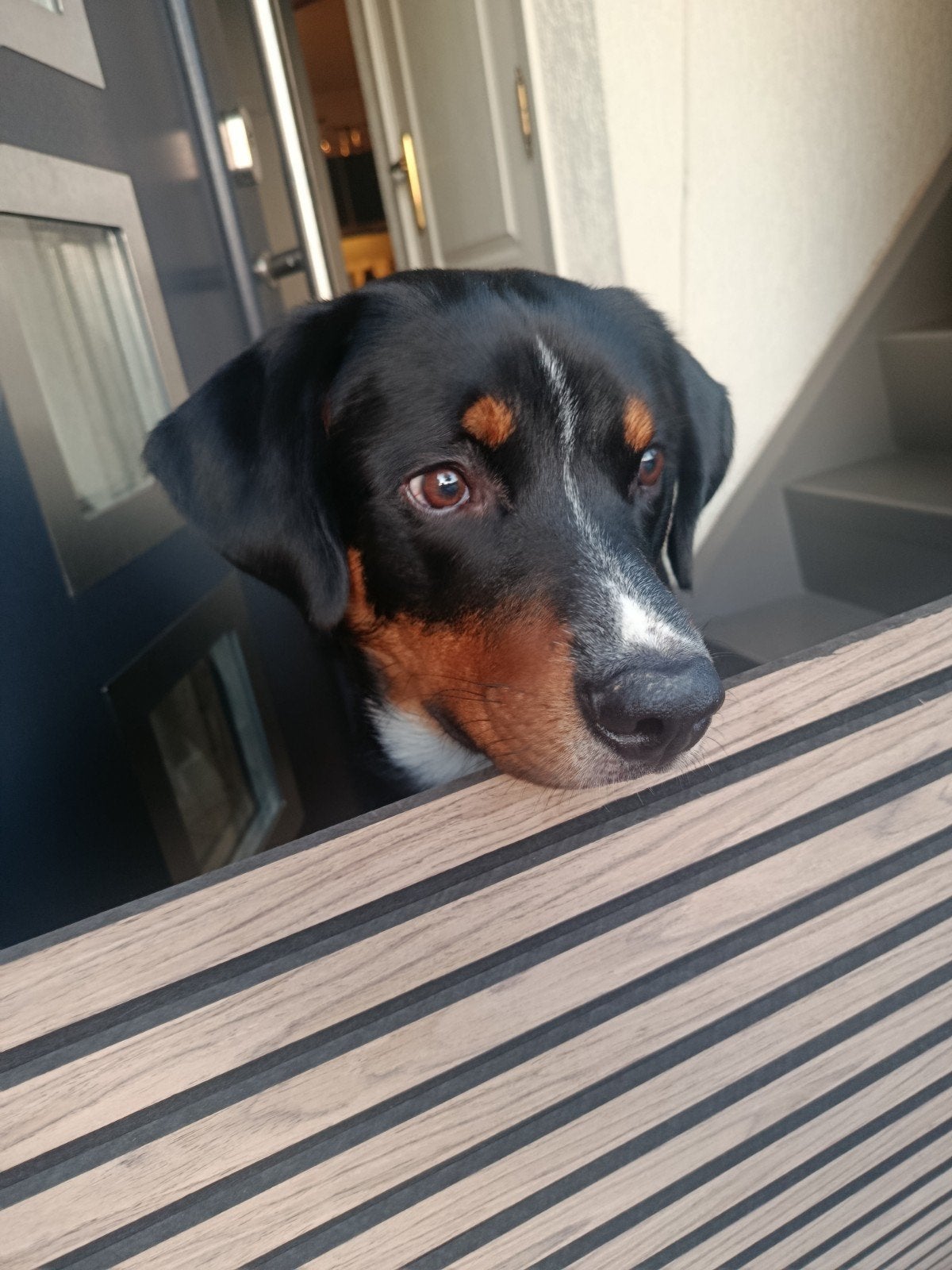 Appenseller pup, Dieren en Toebehoren, Honden | Herdershonden en Veedrijvers, Reu, Overige rassen, Particulier, Eén hond, Nederland