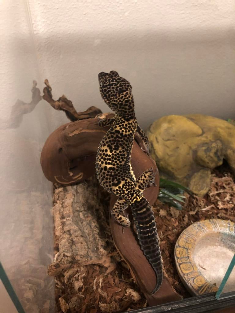 Luipaard gecko’s inclusief terrarium! 2 vrouwtjes gecko’s, Hagedis, 3 tot 6 jaar