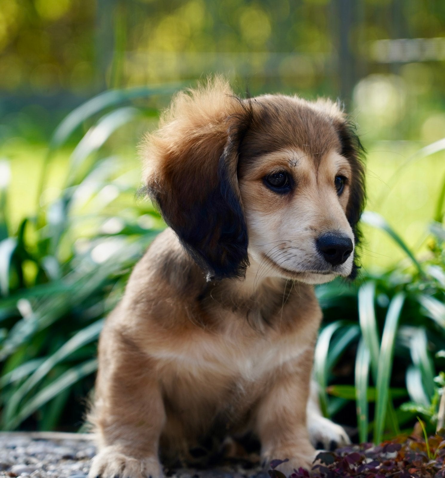 Dwerg Teckel pups, Dieren en Toebehoren, Honden | Teckels en Dashonden, Parvo, Nederland, Reu, 8 tot 15 weken