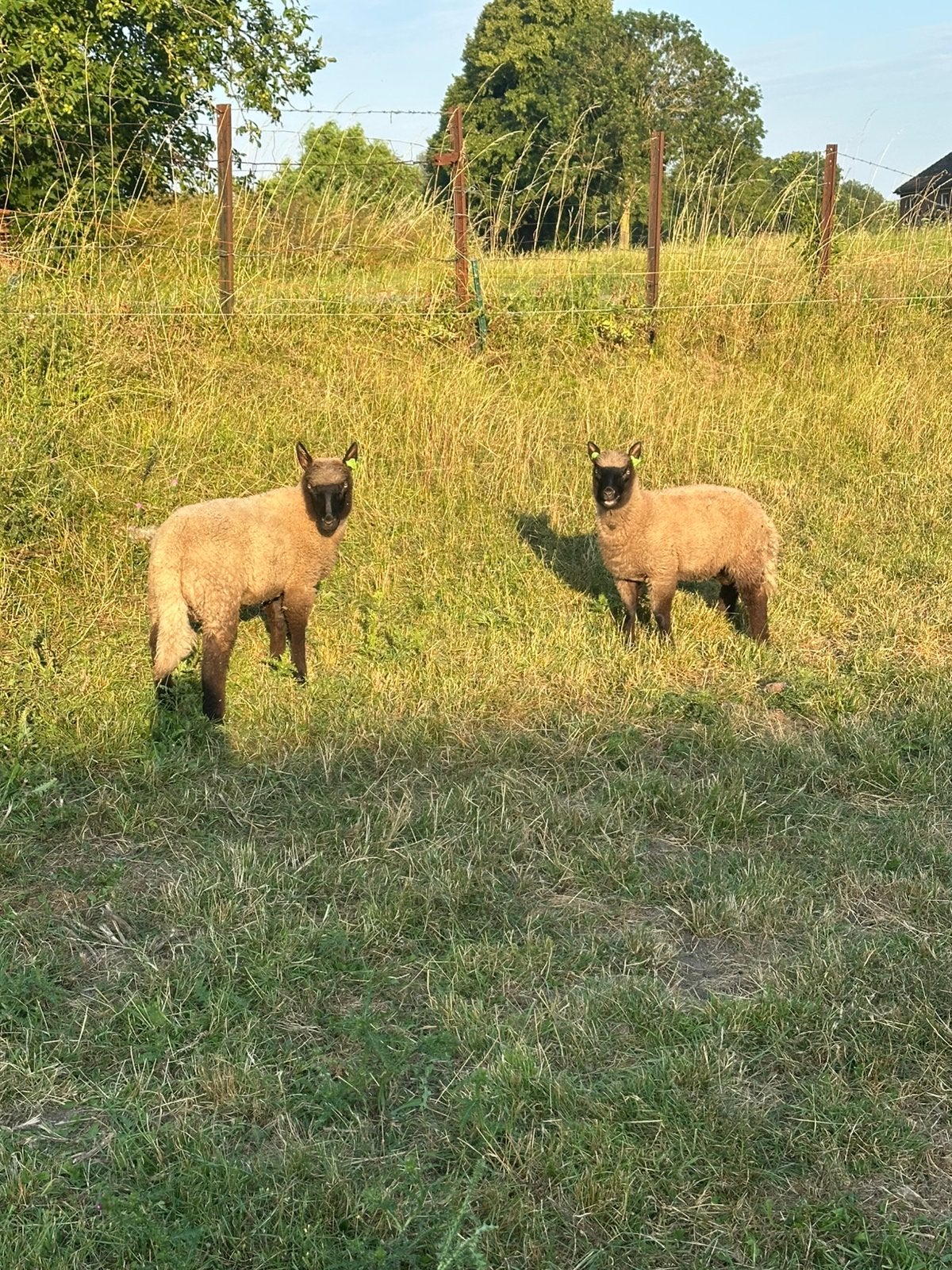 2 clun forest rammen, Mannelijk, Schaap