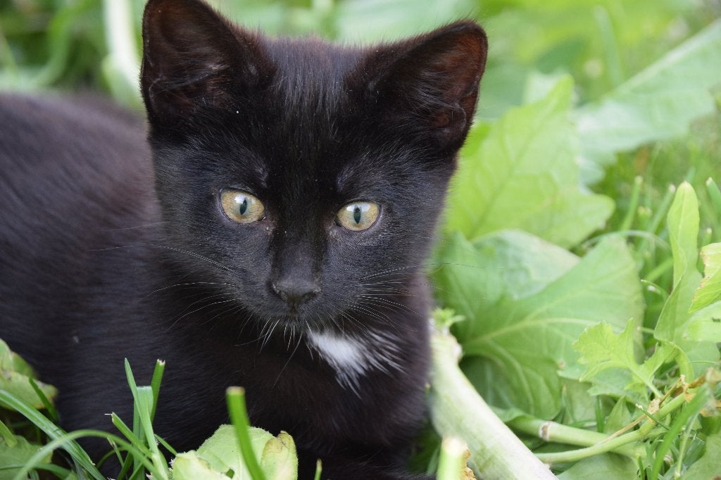 kitten, Poes, Ontwormd, 0 tot 2 jaar