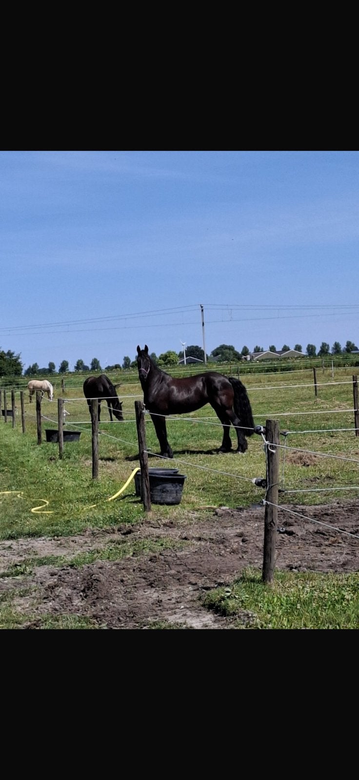 Super lieve en mooie Friese merrie van Pier 448 x Jorn 430, Dieren en Toebehoren, Merrie, Met stamboom, Dressuurpaard, 170 tot 175 cm