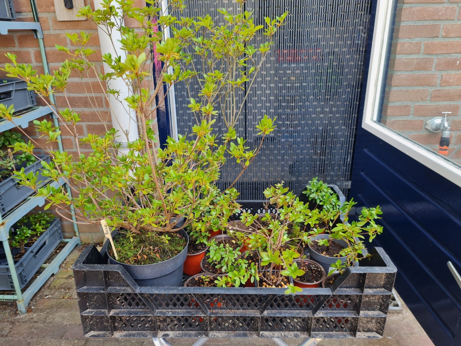 Azalea's, Vaste plant, Halfschaduw, Lente, Ophalen