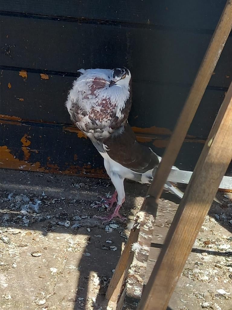 Norwich kropper, Dieren en Toebehoren, Vogels | Duiven, Mannelijk