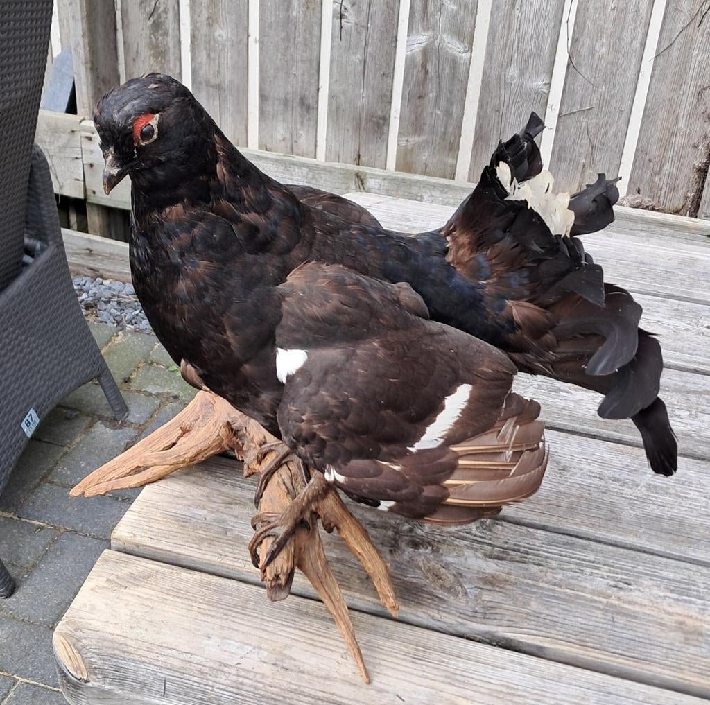 Opgezette korhoen taxidermie, Ophalen, Gebruikt, Vogel, Opgezet dier