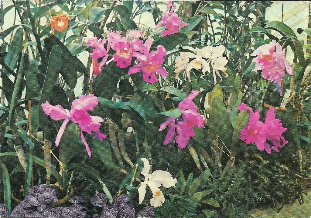 Ansichtkaart  Londen 	Royal Botanical Gs, Kew	 	Orchideeën, Verzenden, 1960 tot 1980, Gelopen, Engeland