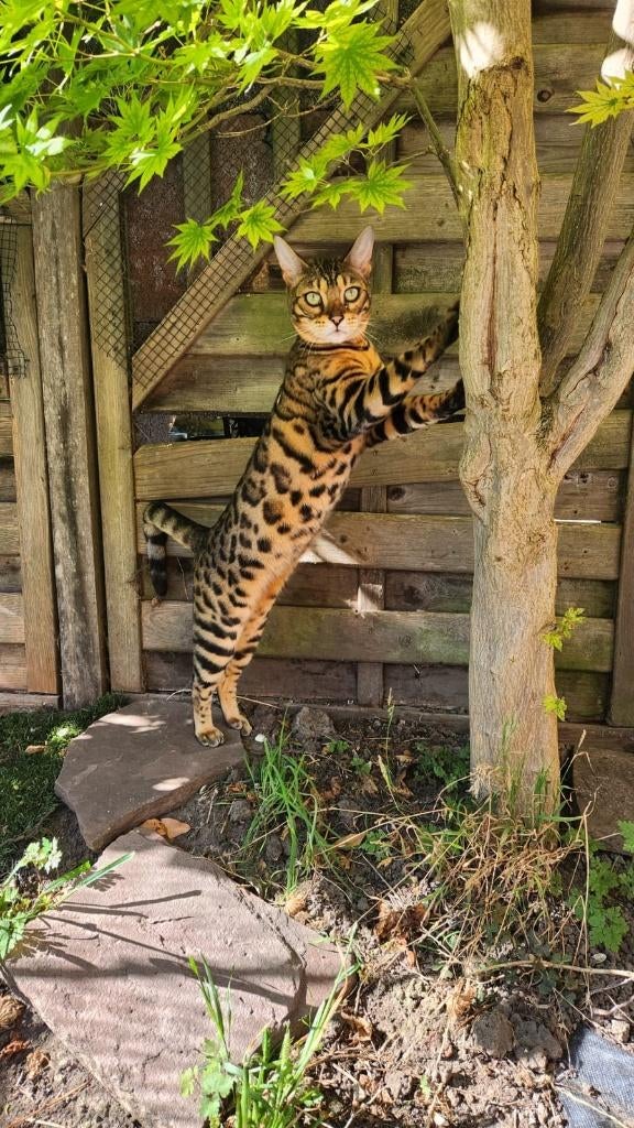 Herplaatsing Bengaalse poes, Dieren en Toebehoren, Katten en Kittens | Raskatten | Korthaar, Poes, Met stamboom, 3 tot 5 jaar