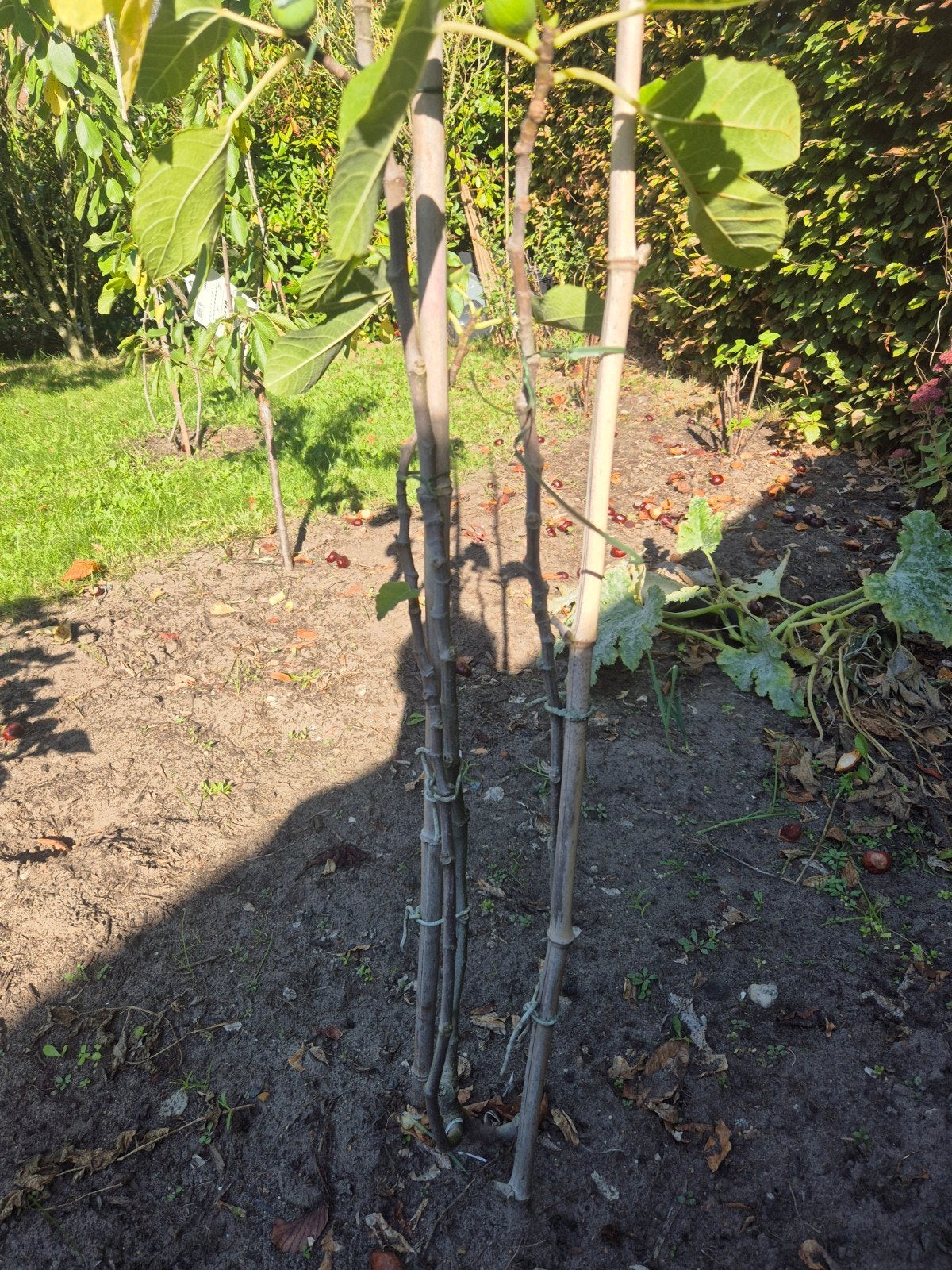 Vijgenboom, Ophalen, Lente, Volle zon, Vijgenboom