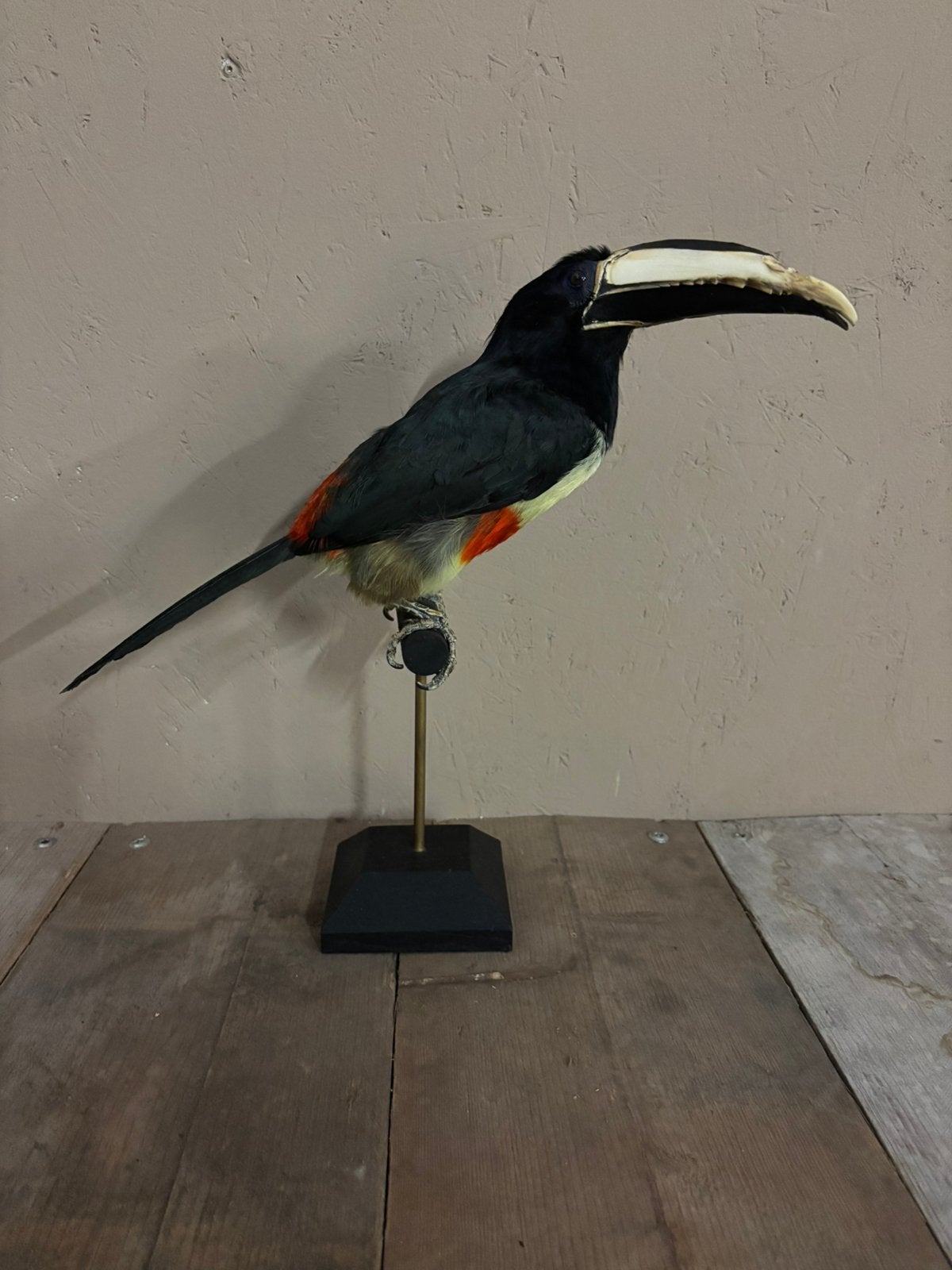 Mooi geprepareerde Zwartnek Arassari (Toekan achtige), Verzamelen, Ophalen of Verzenden, Nieuw, Vogel, Opgezet dier