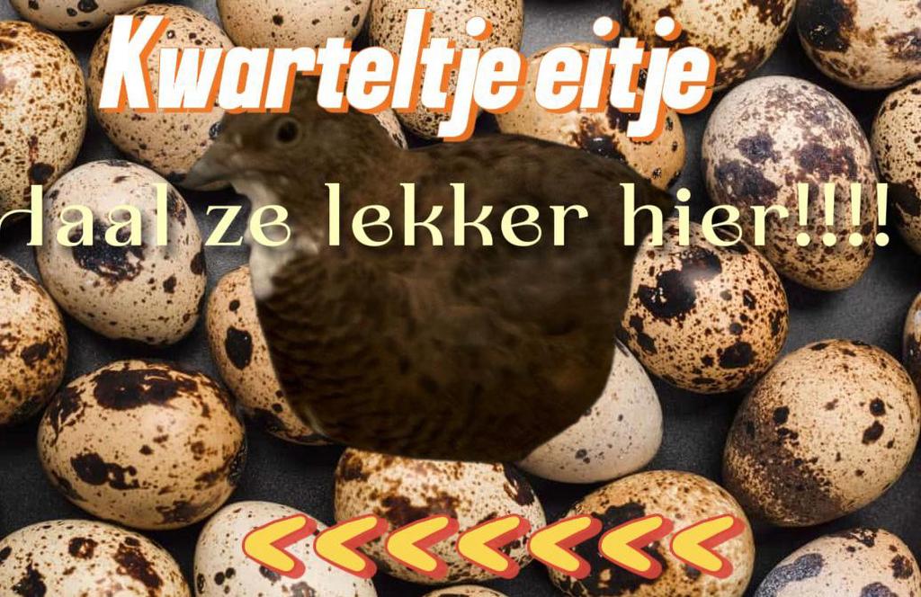 Japanse kwarteleitjes per doosje van 12, Dieren en Toebehoren, Pluimvee, Geslacht onbekend, Overige soorten