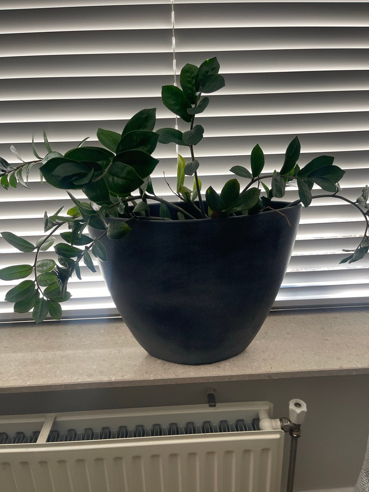 Mooie Zamioculcas plant in pot, Ophalen, Nieuw, Grijs