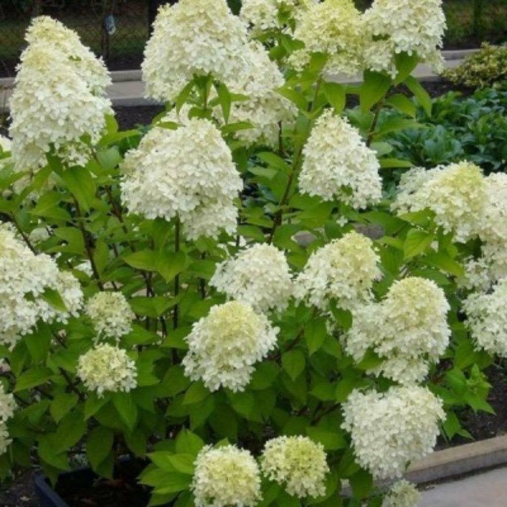 Hydrangea paniculata 'Limelight', Ophalen, Hortensia, Minder dan 100 cm