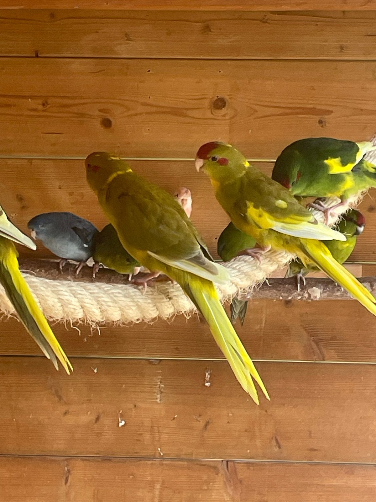 Te koop kakariki,s van 2026, Meerdere dieren, Parkiet