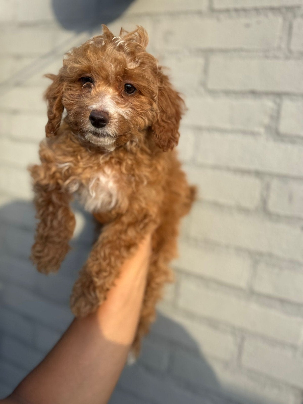Maltipoo pups, Dieren en Toebehoren, Honden | Niet-rashonden, 8 tot 15 weken, Parvo, Meerdere, Meerdere dieren