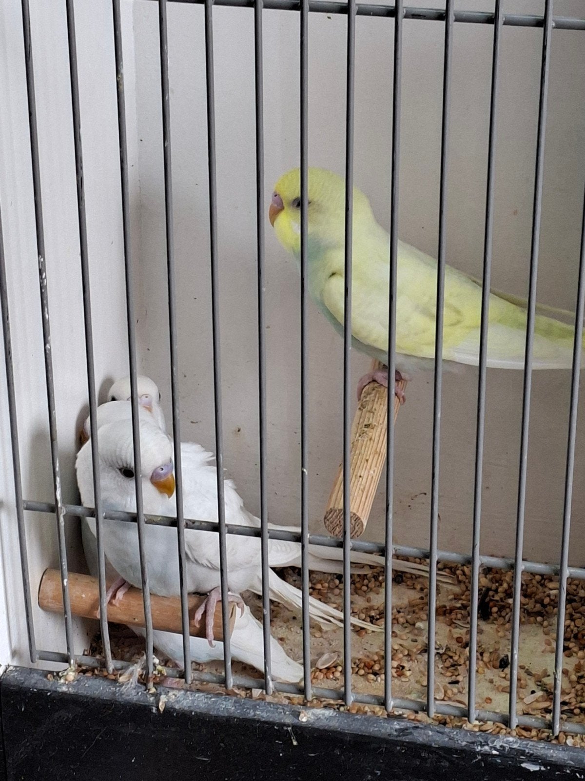 dubbelfactorig Melanastic grasparkieten, Meerdere dieren, Parkiet