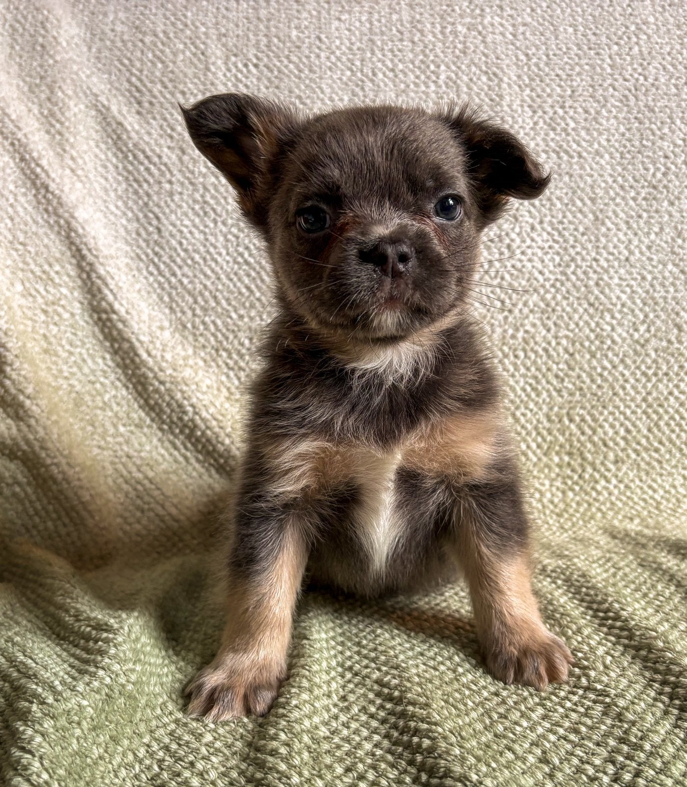 Franse bulldog pups korthaar en fluffy, Dieren en Toebehoren, Parvo, 8 tot 15 weken, Bulldog, Meerdere