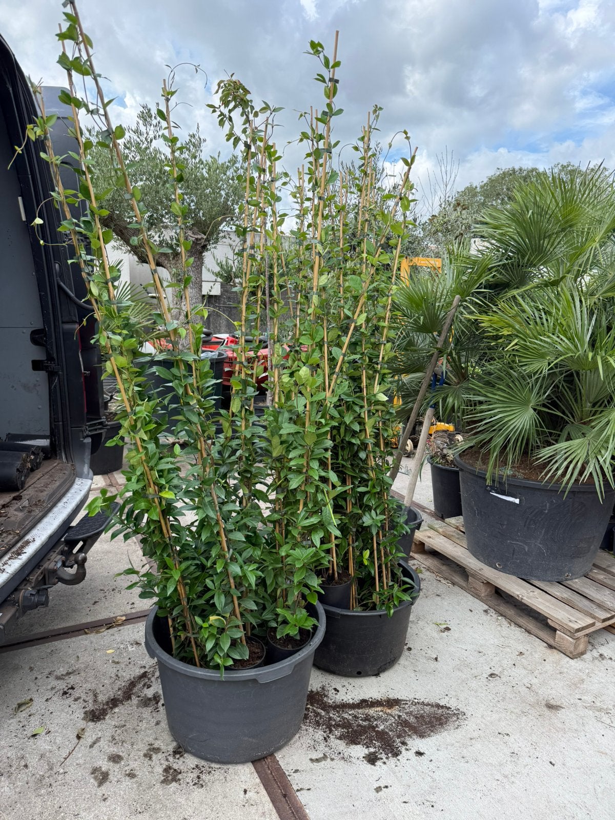 Gele jasmijnen 2 meter partij nog 50 stuks vanaf 12,- pst, Ophalen, Volle zon, Vaste plant, Klimplanten