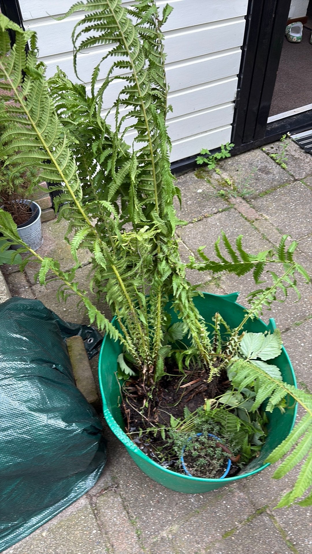 Gratis varens Groot Driene, Ophalen, Bloeit niet, Varens, Halfschaduw