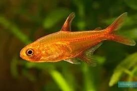 Hyphessobrycon Amandae - Vuurzalm, Vis, Zoetwatervis