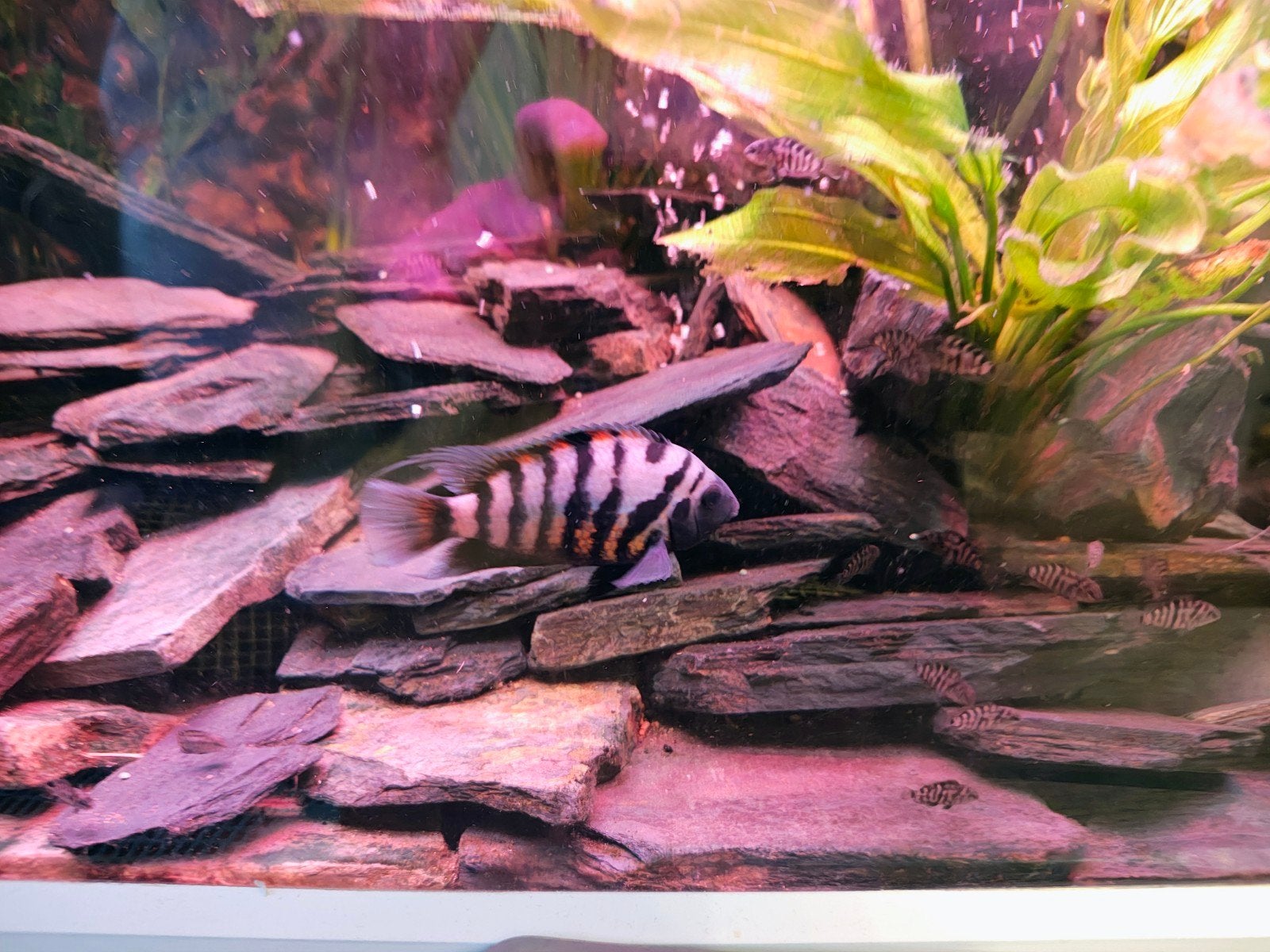 Malawi zebra’s – eigen kweek – verschillende maten, Vis, Zoetwatervis